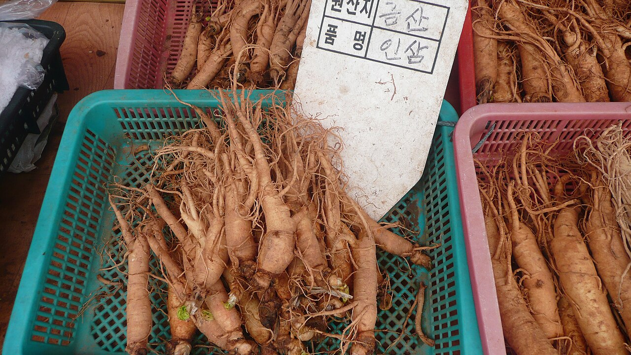 Panax ginseng, Asian ginseng — upright deciduous (Araliaceae) (image 3 of 3)