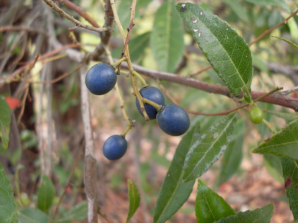 Elaeocarpus reticulatus (Blueberry ash) (alternate view 2)