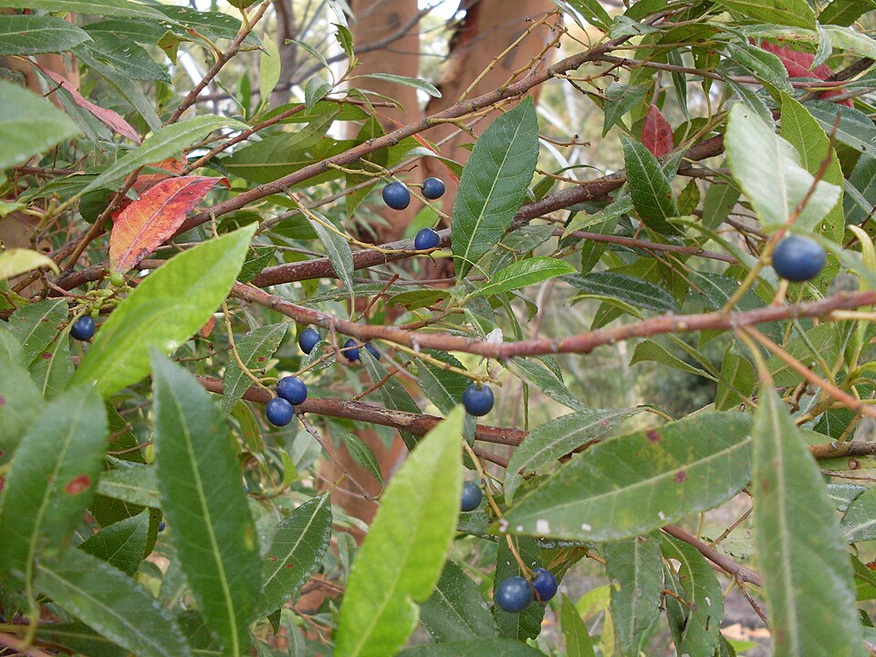 Elaeocarpus reticulatus (Blueberry ash) (alternate view 3)