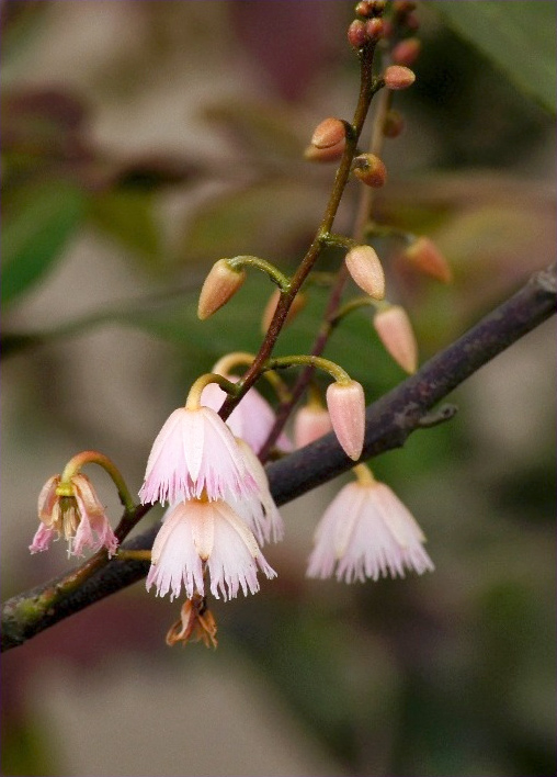 Elaeocarpus reticulatus (Blueberry ash) (alternate view 4)