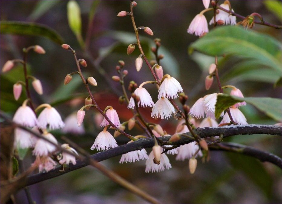 Elaeocarpus reticulatus (Blueberry ash) (alternate view 5)