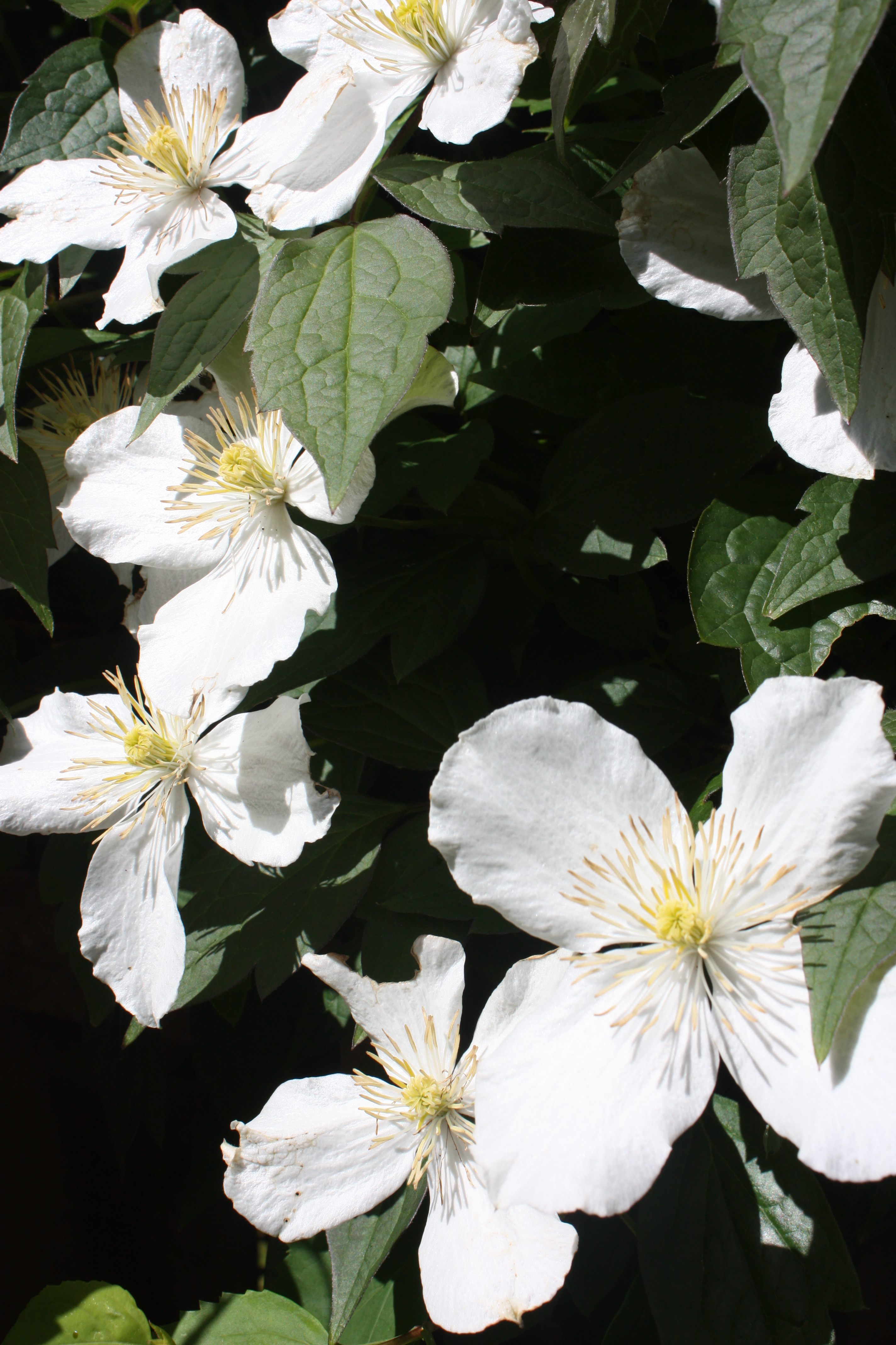 Clematis montana, Himalayan clematis — climbing deciduous (Ranunculaceae) (image 10 of 10)