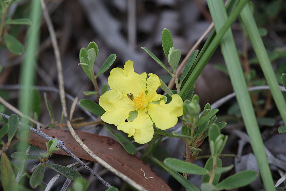 Hibbertia (guinea-flowers) (alternate view 3)