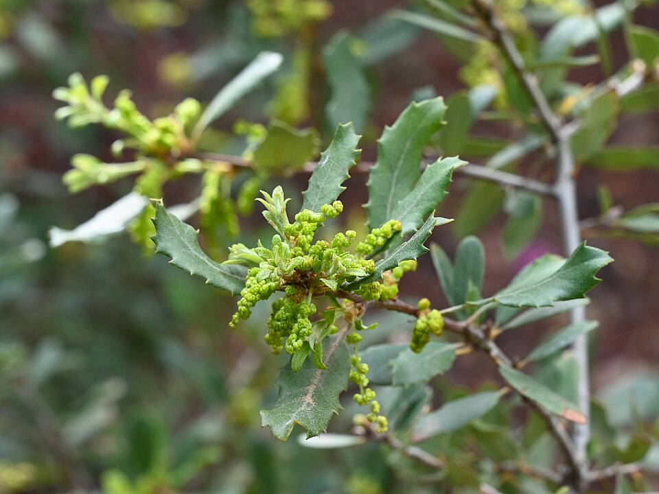 Quercus berberidifolia (California scrub oak) (alternate view 4)