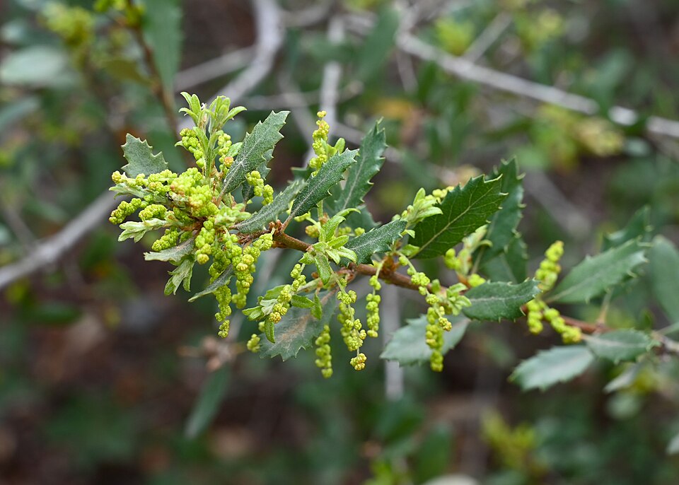 Quercus berberidifolia (California scrub oak) (alternate view 5)