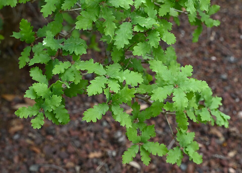 Quercus × acutidens (Torrey's Hybrid Oak)