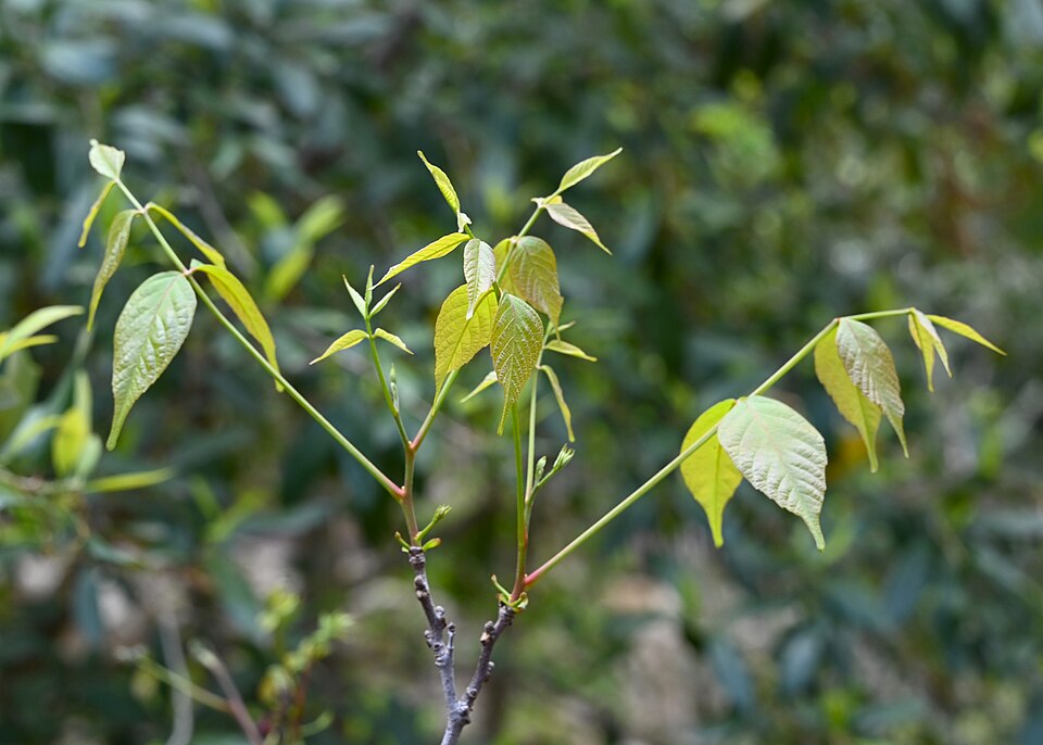 Ungnadia speciosa (Mexican buckeye) (alternate view 8)