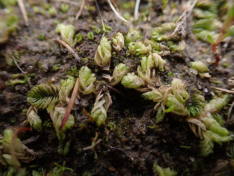 Fossombronia (Frillworts) (alternate view 2)