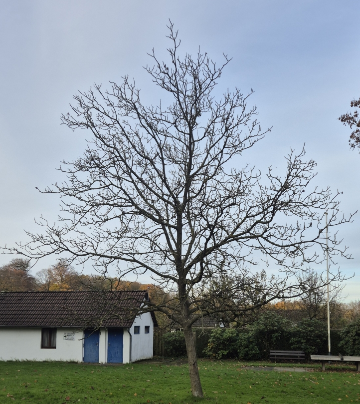 Juglans (Walnuts) (alternate view 3)