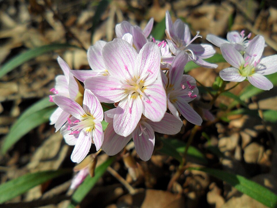 Claytonia lanceolata (Lanceleaf Springbeauty) (alternate view 9)