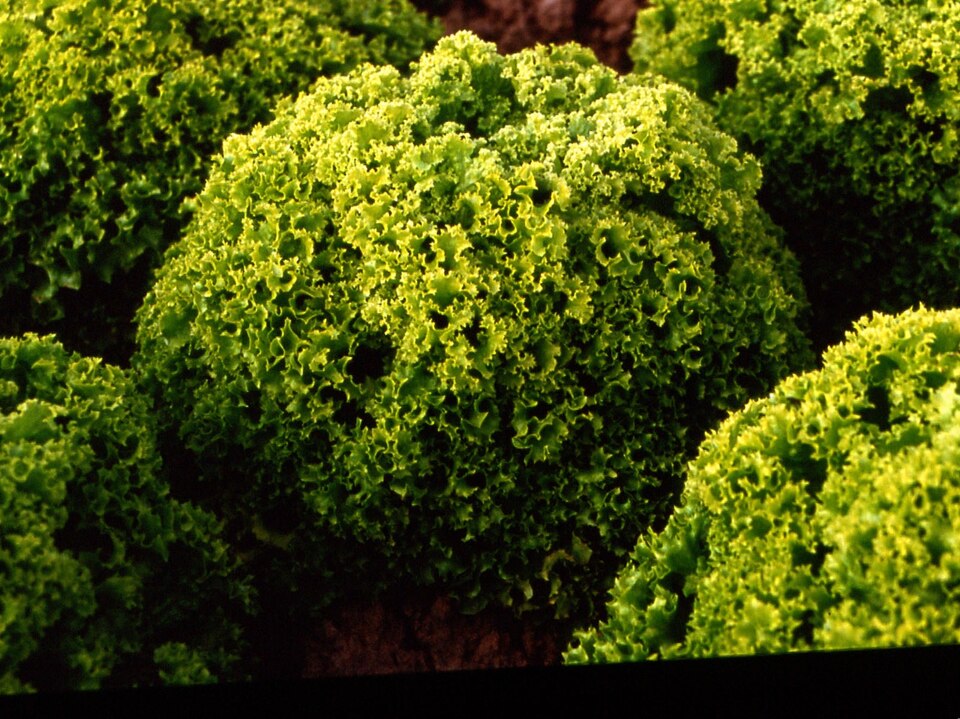 Lactuca sativa var. crispa (Leaf Lettuce) (alternate view 2)