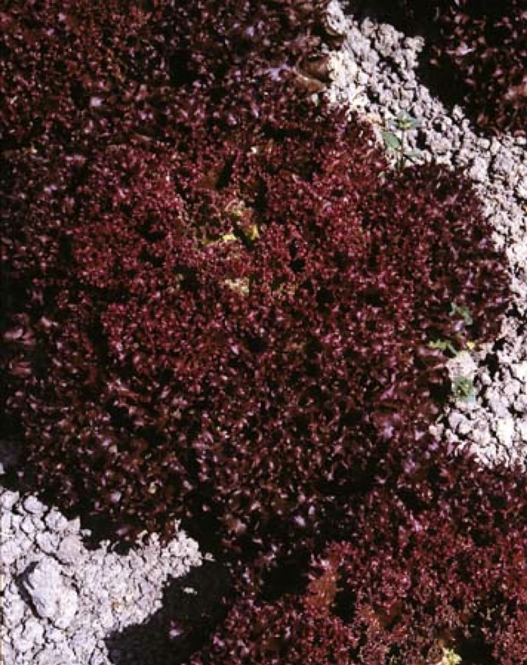 Lactuca sativa var. crispa (Leaf Lettuce) (alternate view 3)