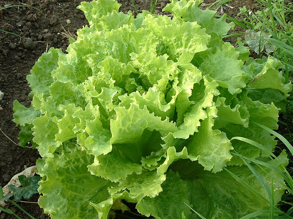 Lactuca sativa var. crispa (Leaf Lettuce) (alternate view 4)