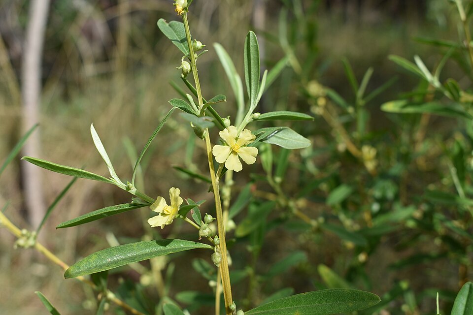 Hibbertia (guinea-flowers) (alternate view 4)