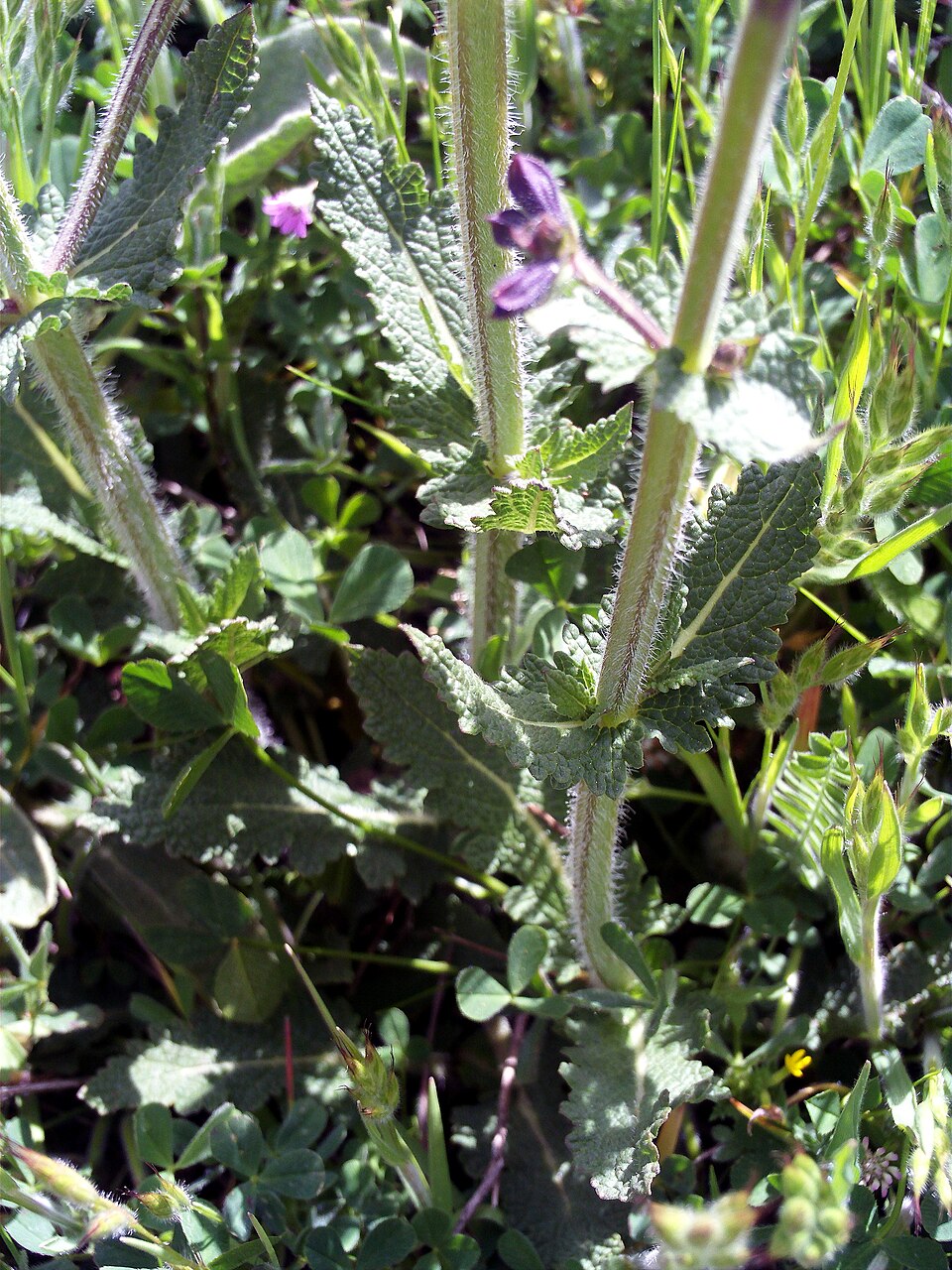 Salvia verbenaca (wild clary)