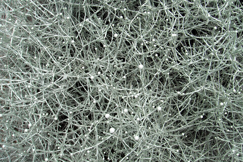 Leucophyta brownii (Cushion Bush) (alternate view 9)