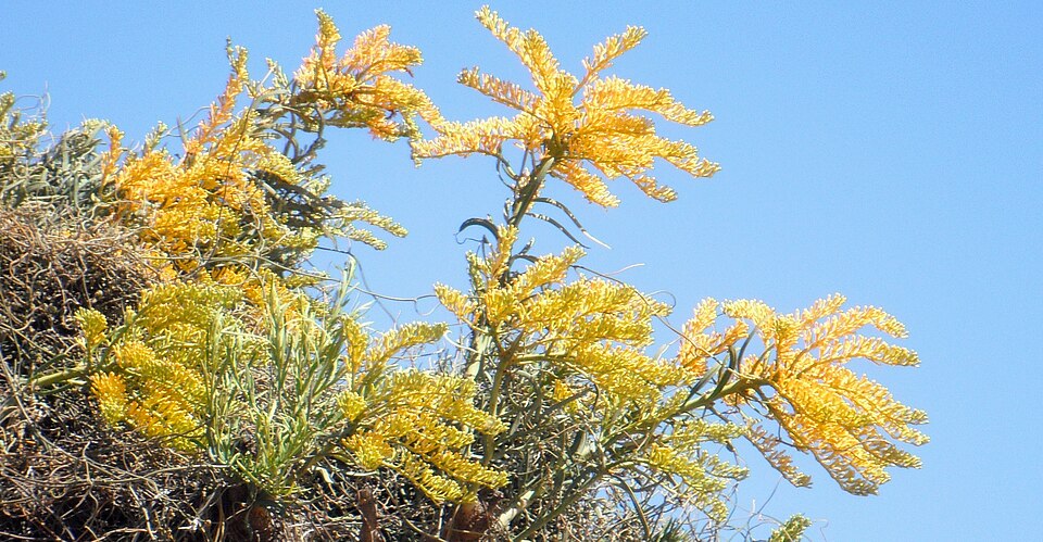 Nuytsia floribunda (Western Australian Christmas Tree) (alternate view 10)