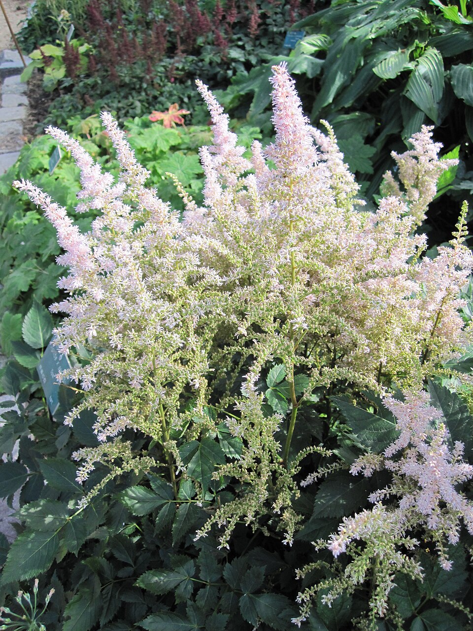 Astilbe × japonica 'Deutschland' (Deutschland Astilbe) (alternate view 4)