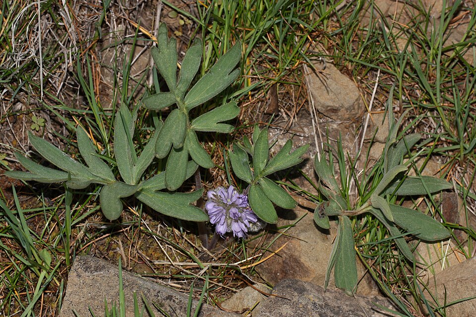 Hydrophyllum capitatum (ballhead waterleaf) (alternate view 3)