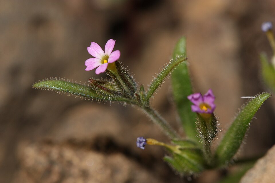 Microsteris gracilis (slender phlox) (alternate view 10)