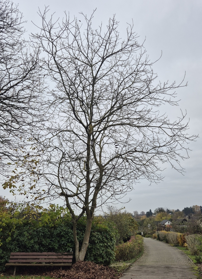 Juglans (Walnuts) (alternate view 4)