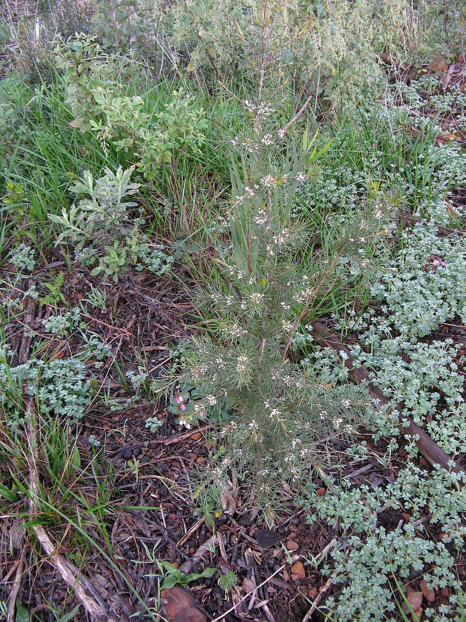 Hakea sericea (Bushy needlebush) (alternate view 6)
