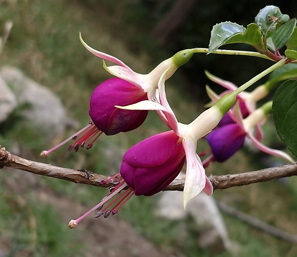 Fuchsia (fuchsias) (alternate view 7)
