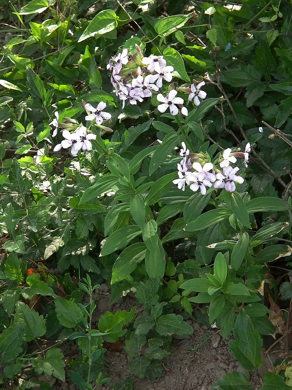 Saponaria officinalis (common soapwort)