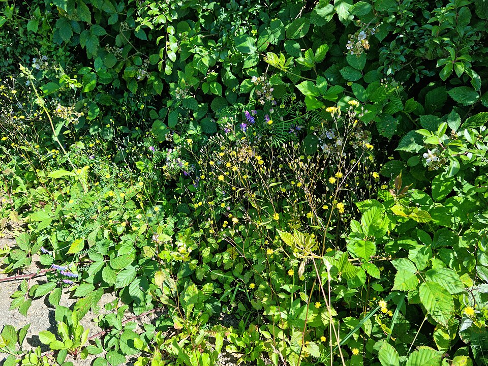 Crepis (hawksbeards) (alternate view 8)