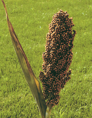 Sorghum bicolor (Sorghums) (alternate view 4)