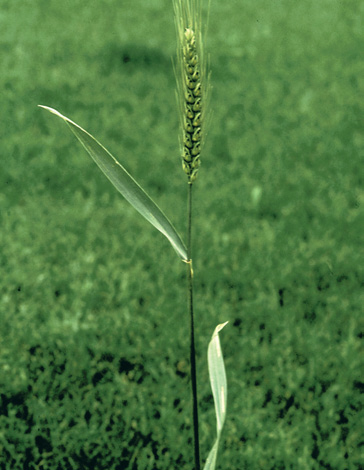 Triticum aestivum (Bread Wheat)