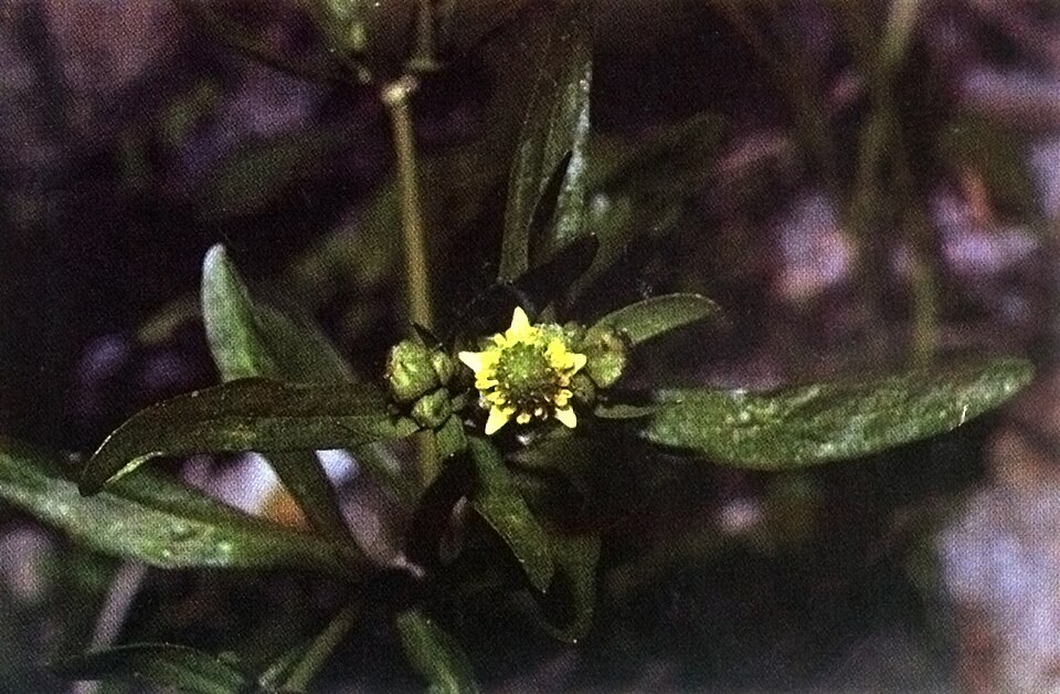 Ranunculus abortivus (small-flowered buttercup)
