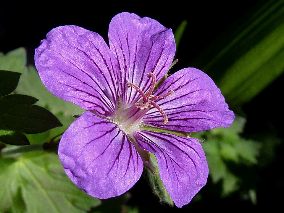 Geranium wlassovianum (Wlassov's Geranium) (alternate view 7)