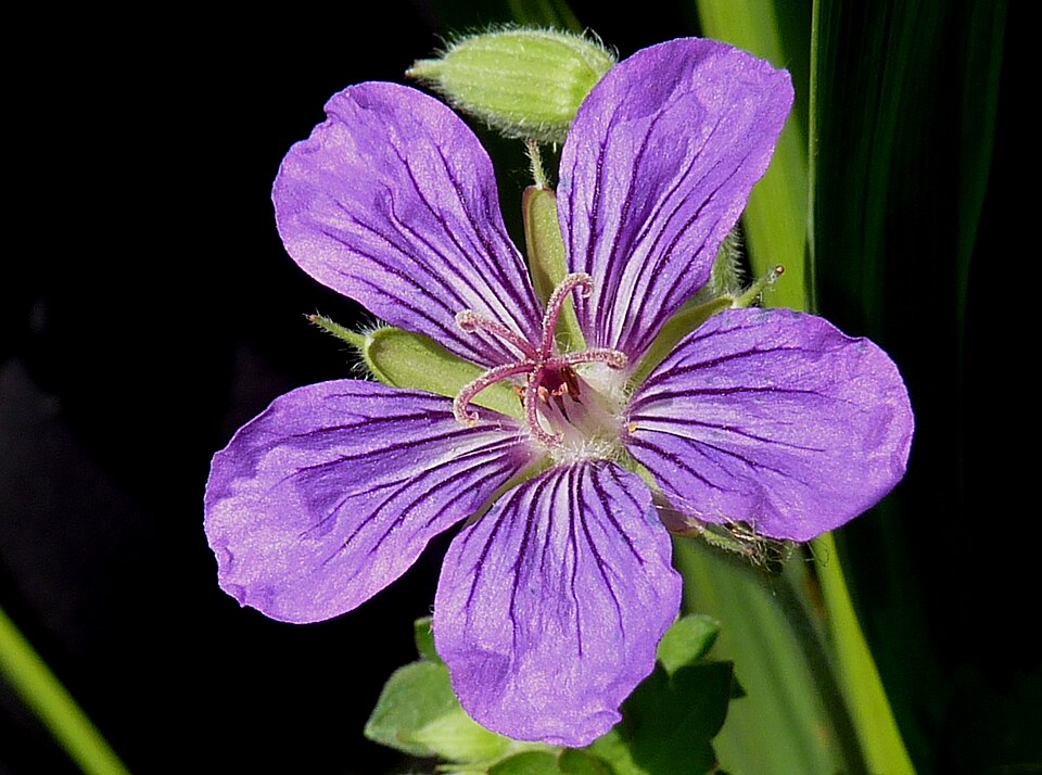 Geranium wlassovianum (Wlassov's Geranium) (alternate view 8)