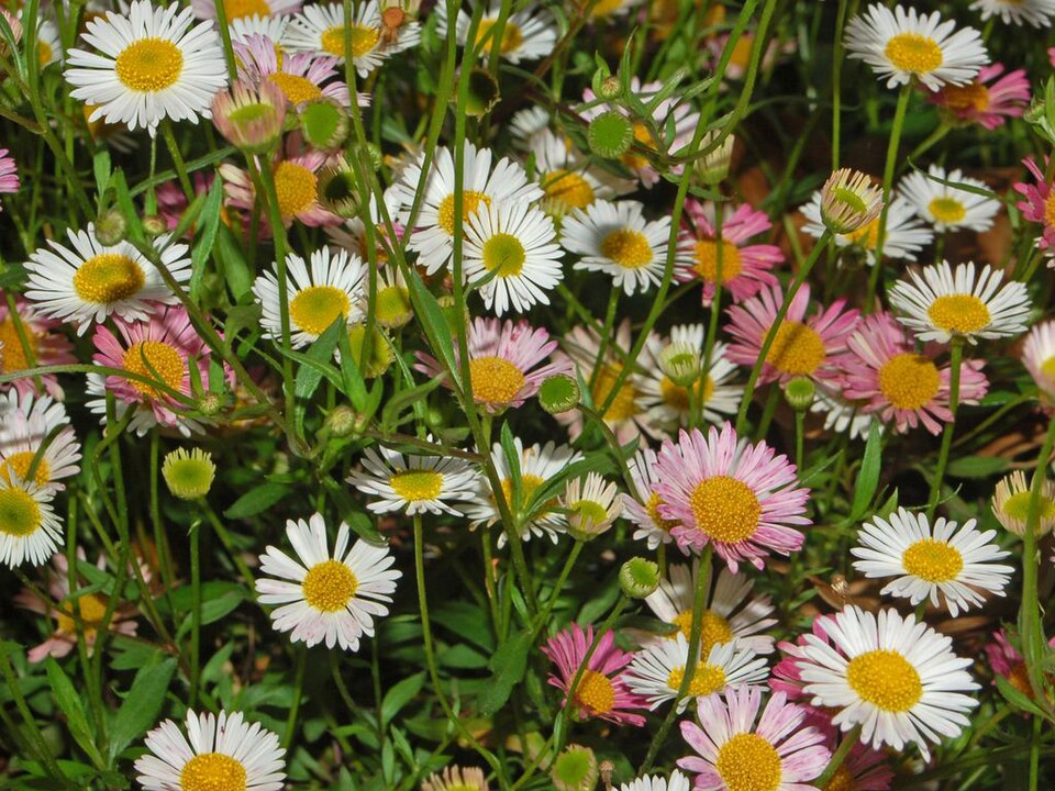Erigeron karvinskianus (Mexican Fleabane)
