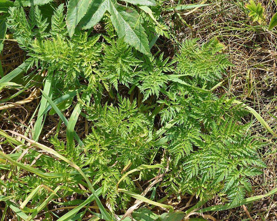 Anthriscus (Chervils) (alternate view 7)