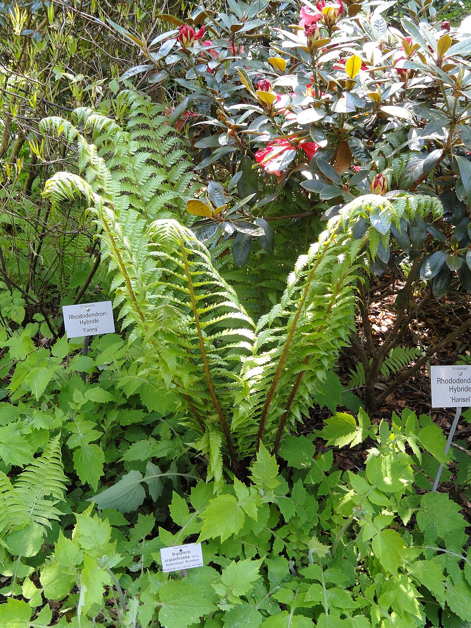 Dryopteris crassirhizoma (Thick-stemmed Wood Fern) (alternate view 7)