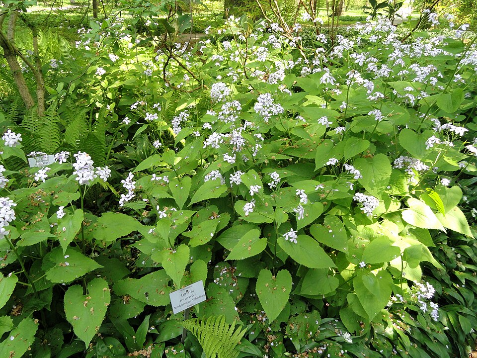 Lunaria rediviva (alternate view 8)