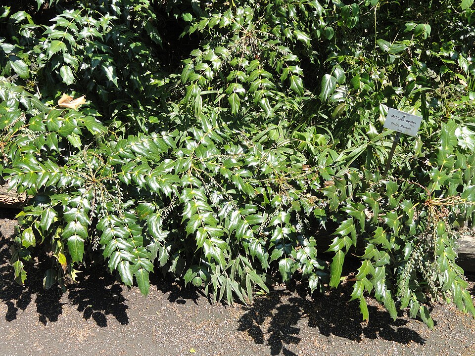 Berberis bealei (leatherleaf mahonia)