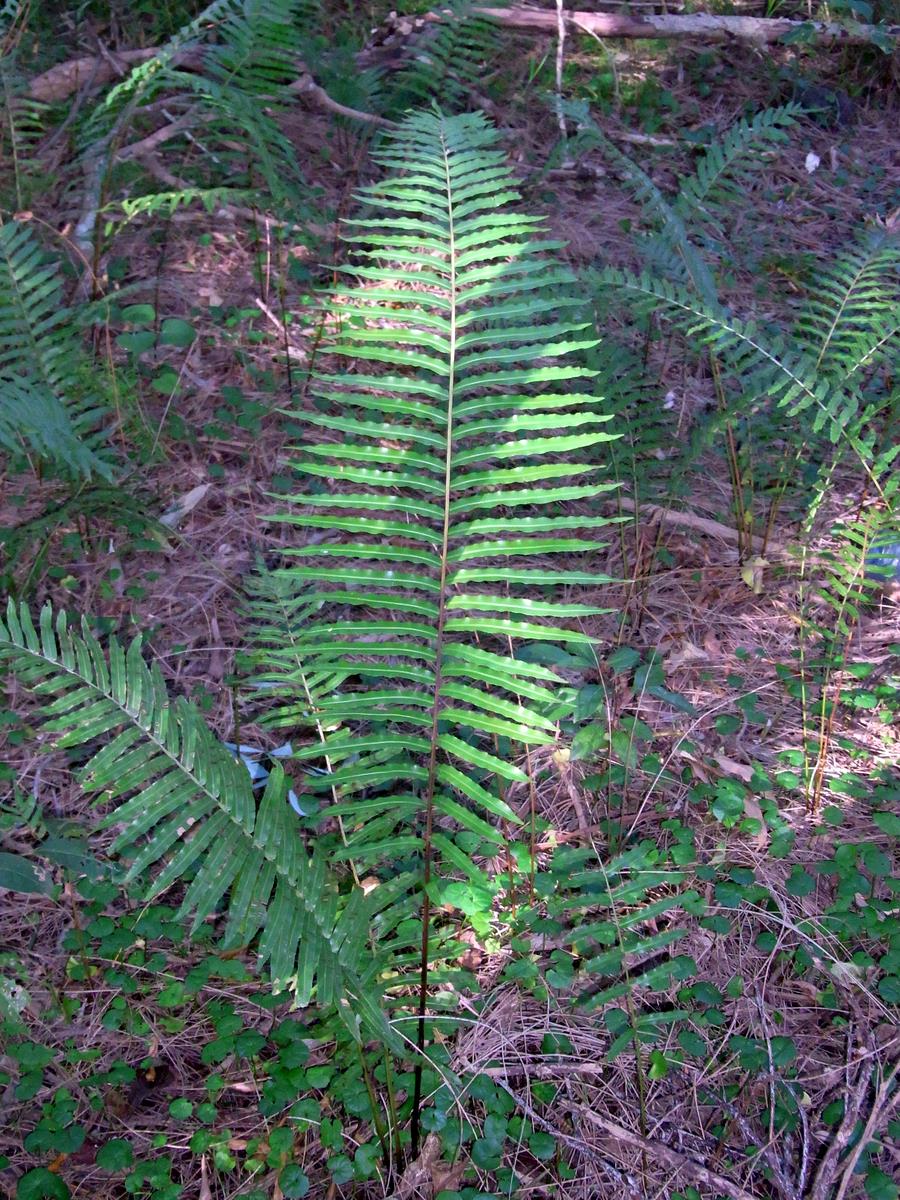 Telmatoblechnum serrulatum (toothed midsorus fern)