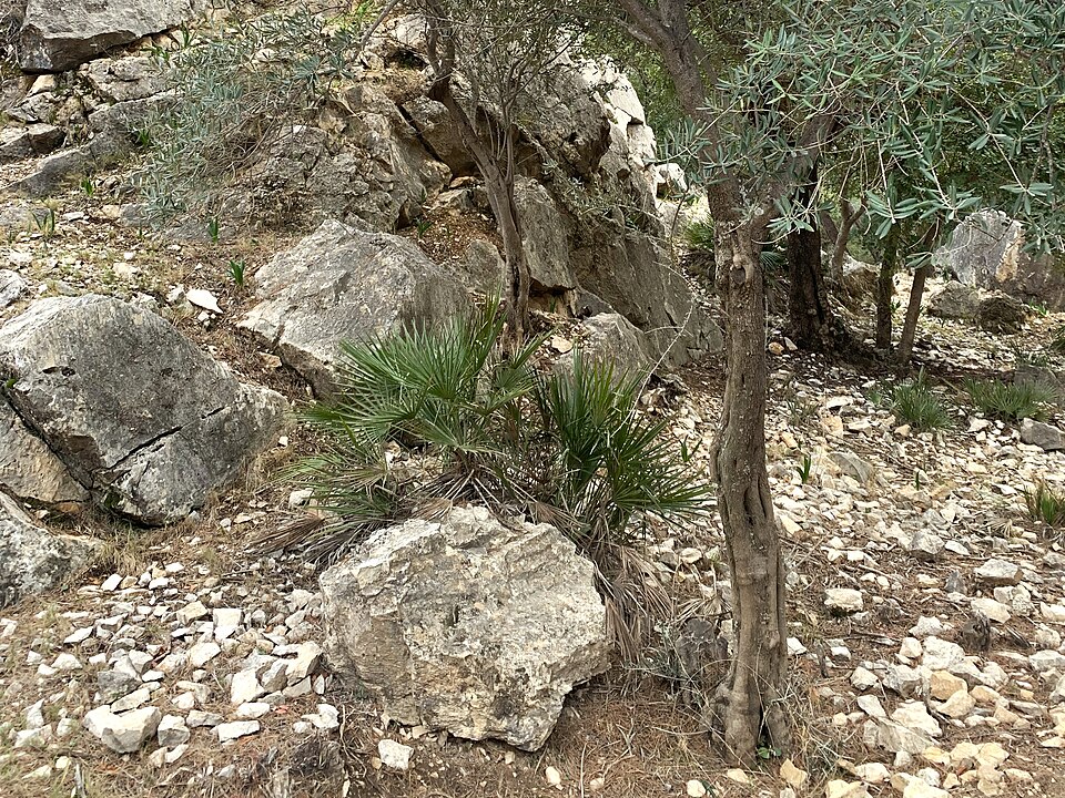 Chamaerops humilis (European Fan Palm) (alternate view 8)