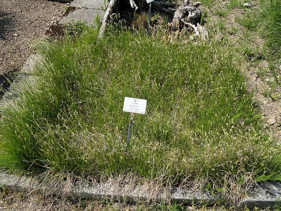 Carex arenaria (sand sedge)