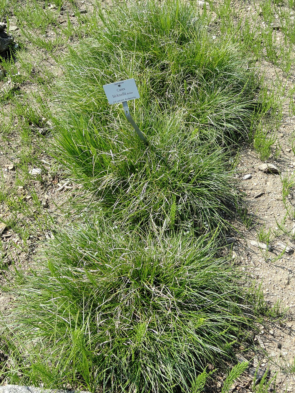 Carex bicknellii (Bicknell's Sedge) (alternate view 3)