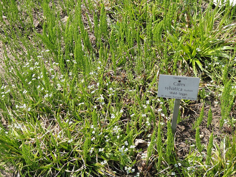 Carex sylvatica (European Woodland Sedge)