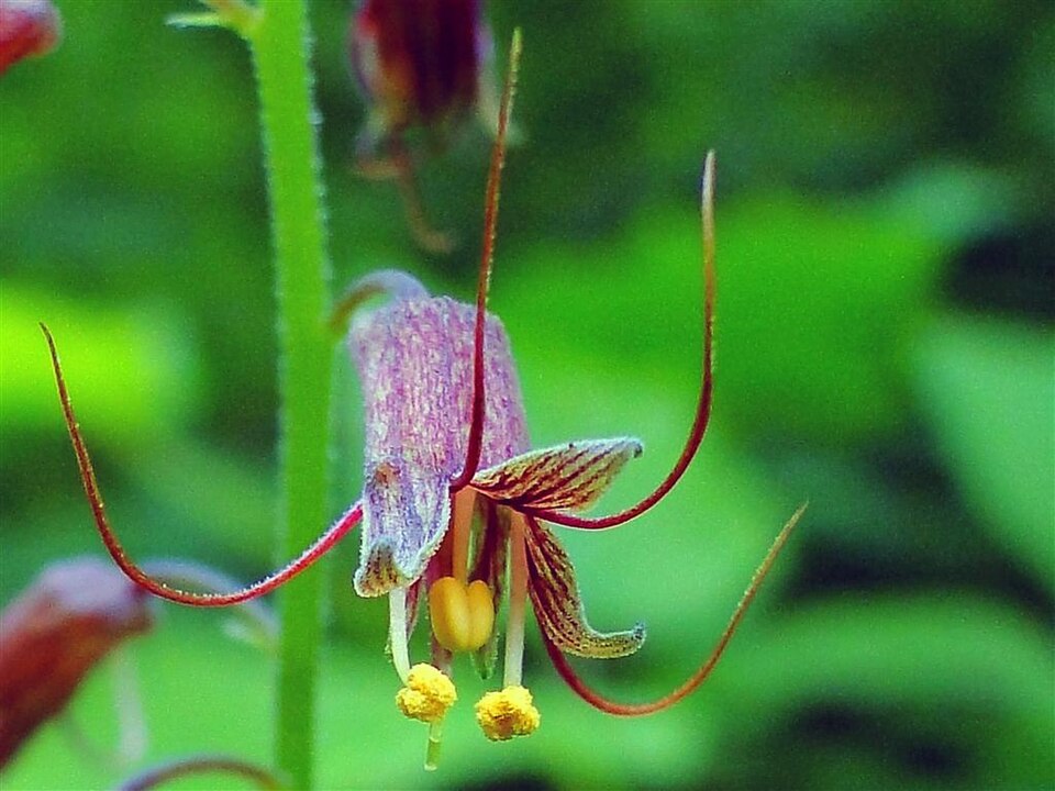 Tolmiea menziesii (piggy-back plant)