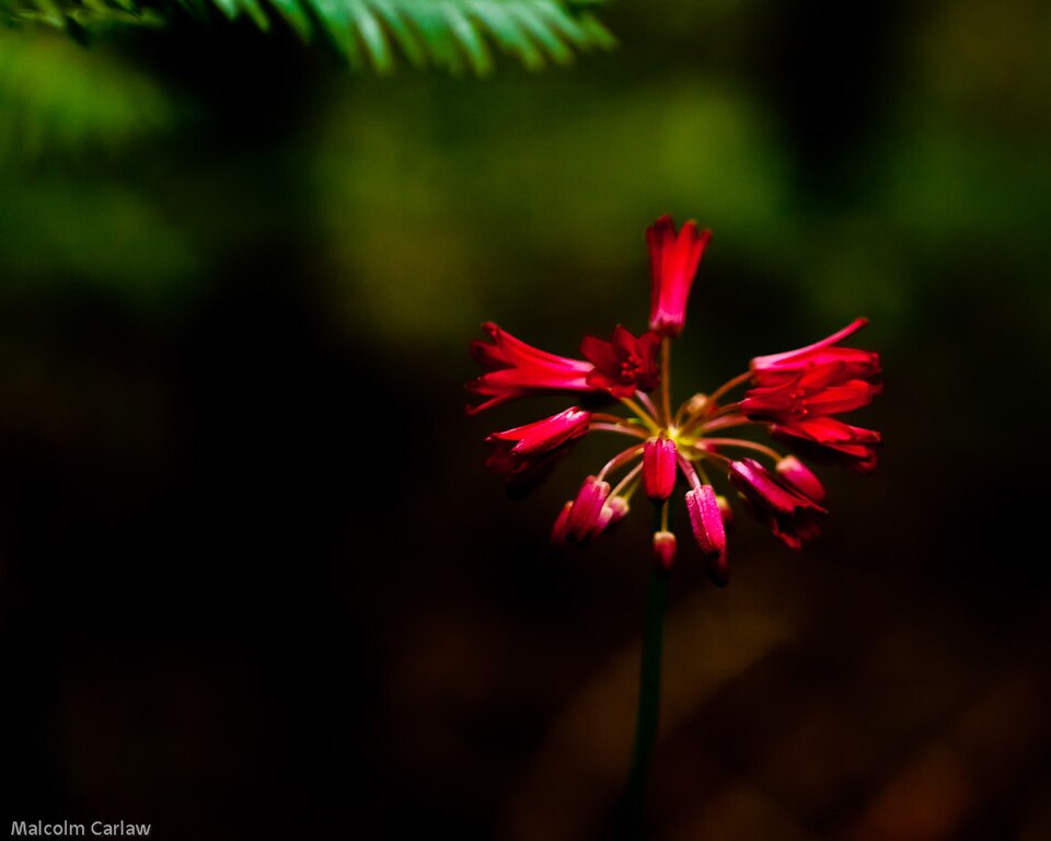 Clintonia andrewsiana (Andrews' Clintonia) (alternate view 8)