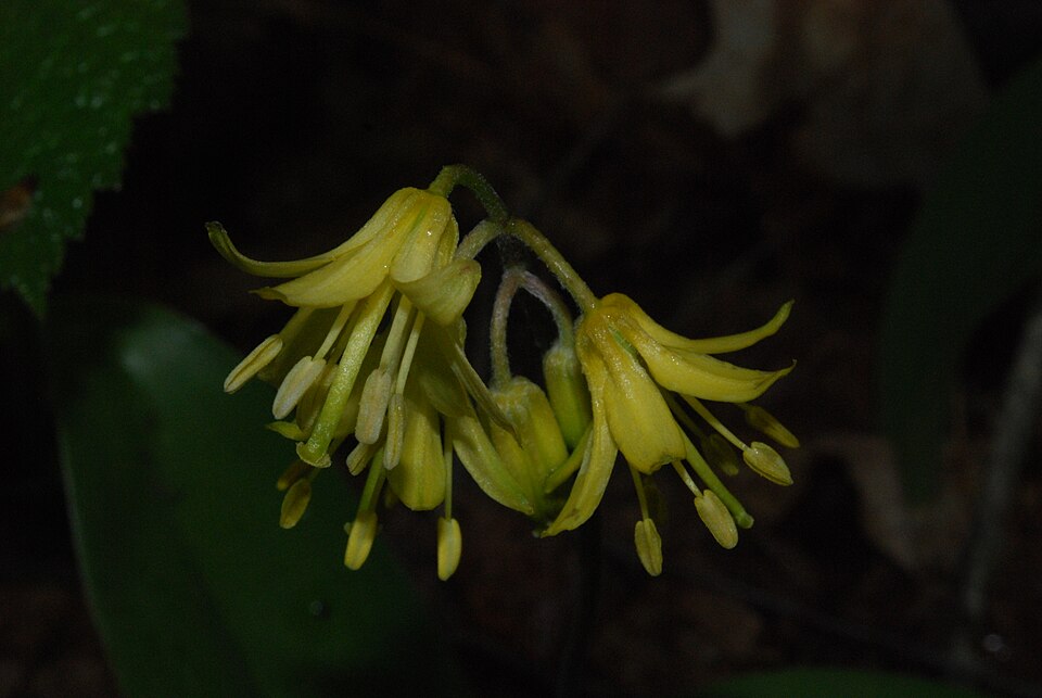 Clintonia borealis (bluebead lily)