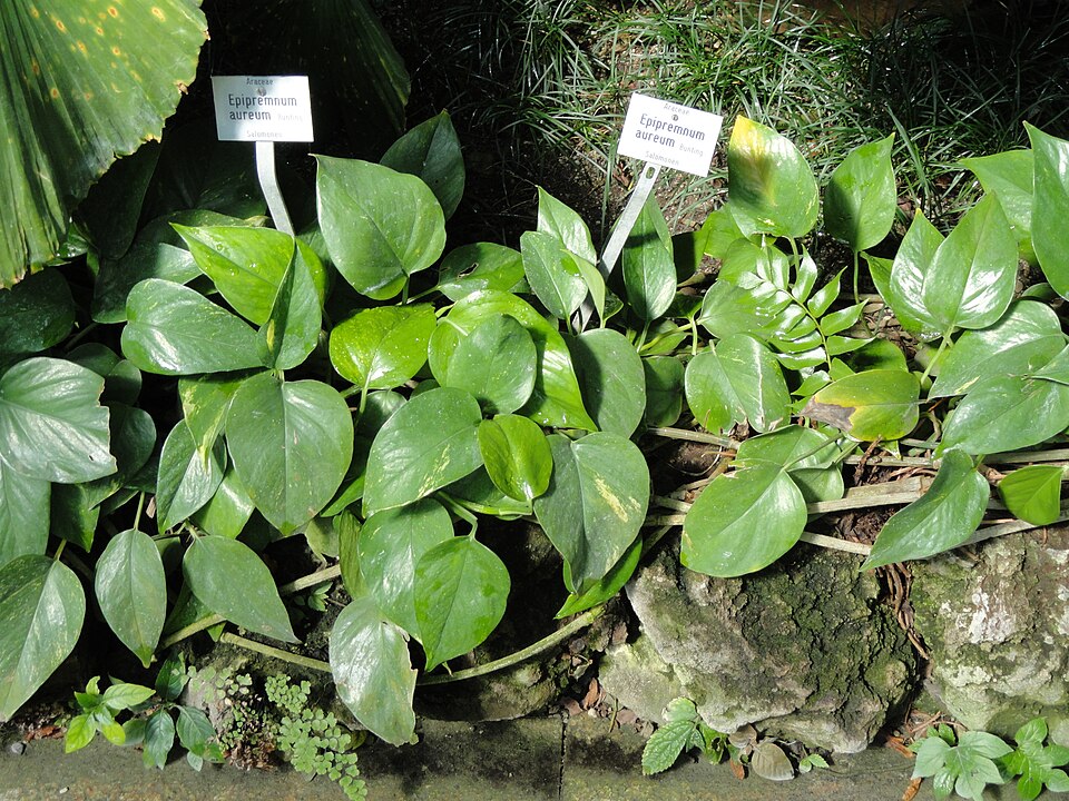 Epipremnum aureum (Golden Pothos) (alternate view 6)