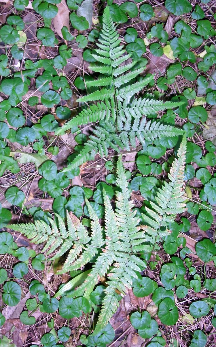 Hypolepis muelleri (Harsh Ground-fern) (alternate view 6)