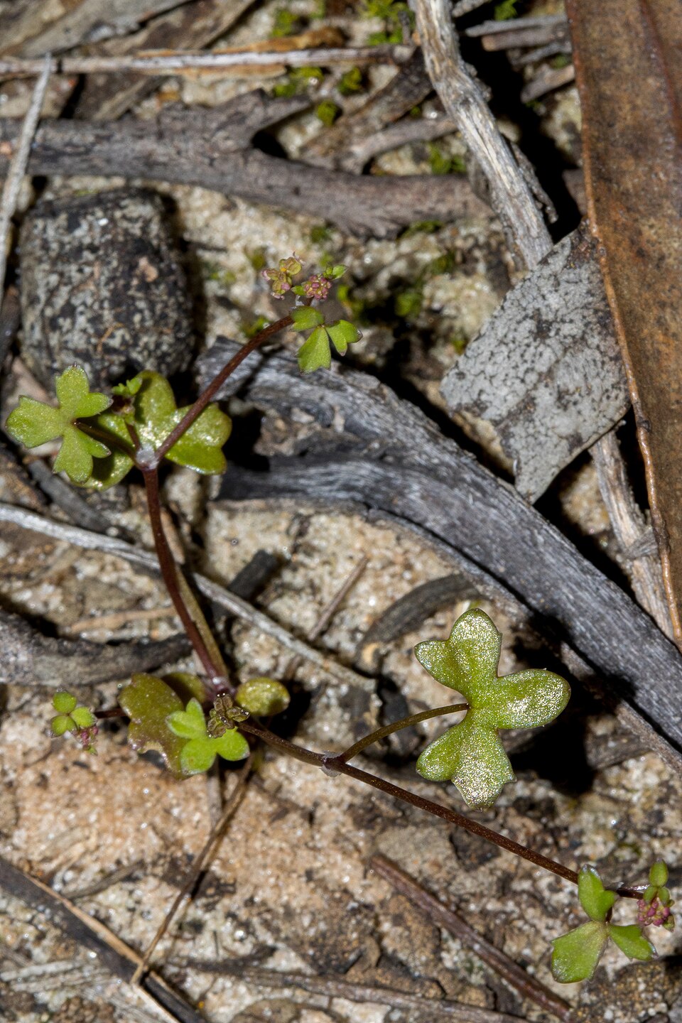 Hydrocotyle (water pennyworts) (alternate view 8)